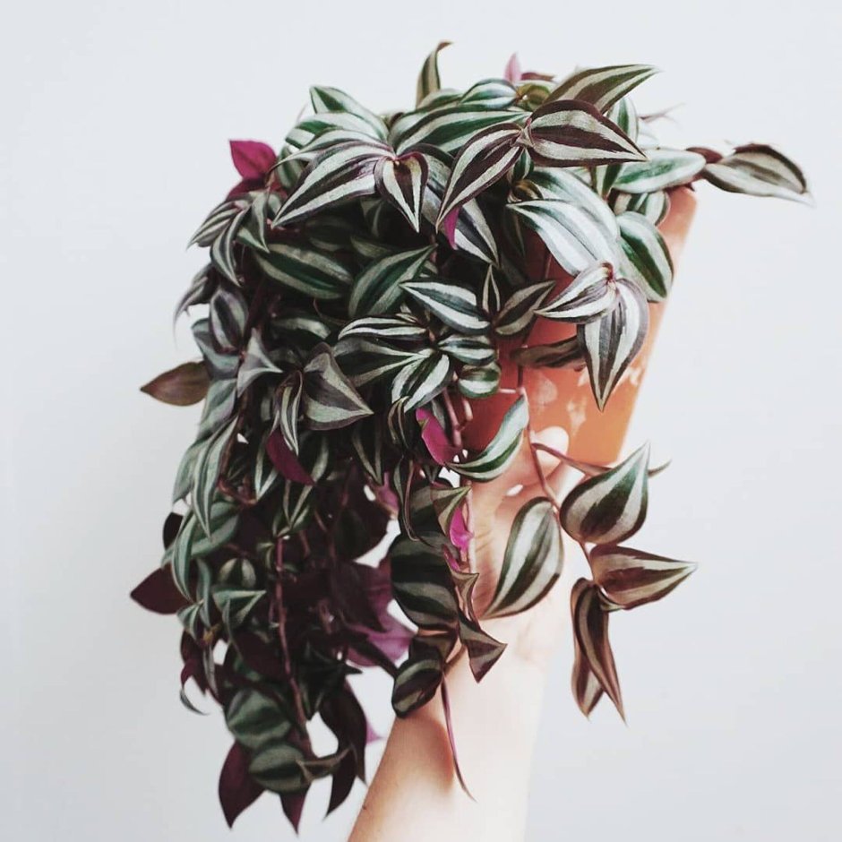 Традесканция Пинк Джой