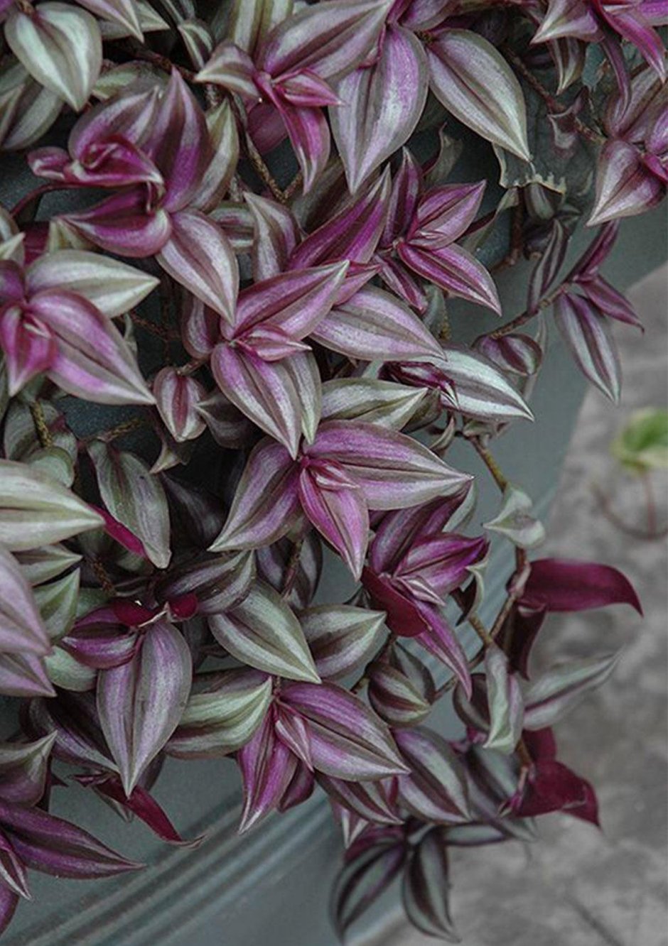 Традесканция зебрина Пурпл