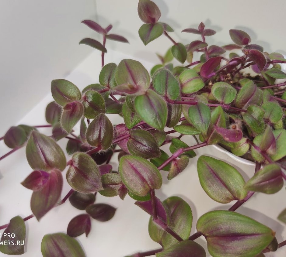 Традесканция трипогандра