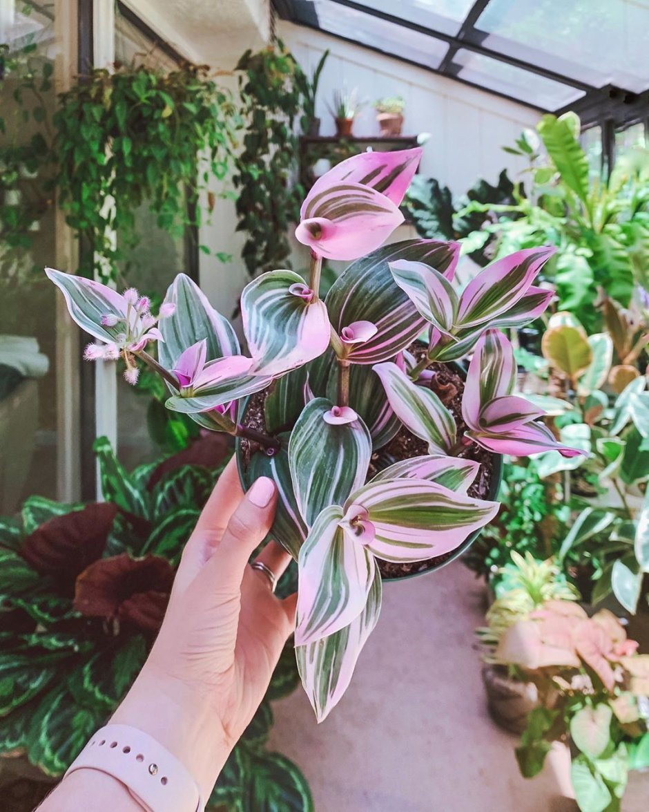 Tradescantia Nanouk Blooms Opening shorts