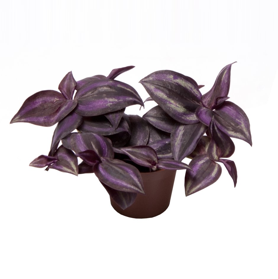 Традесканция Пурпл