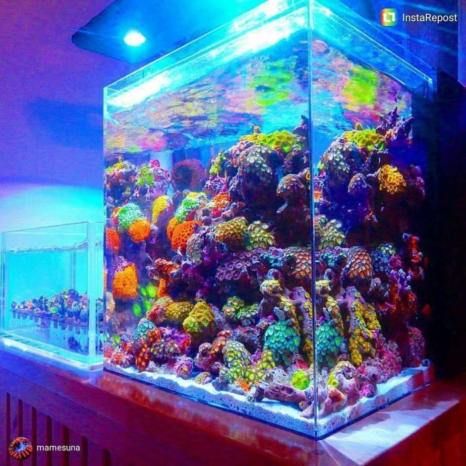 Соленый аквариум