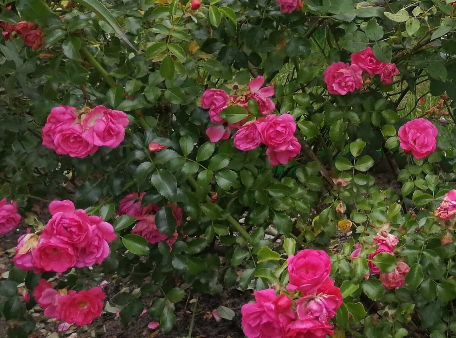 Роза почвопокровная "Heidetraum" (Хайдетраум)