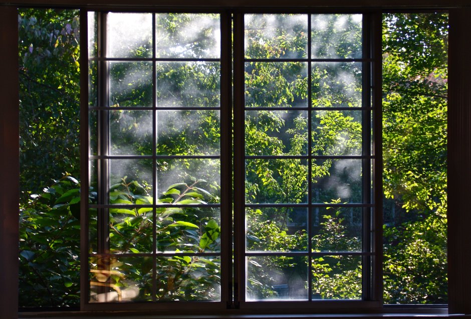 Окно в лес