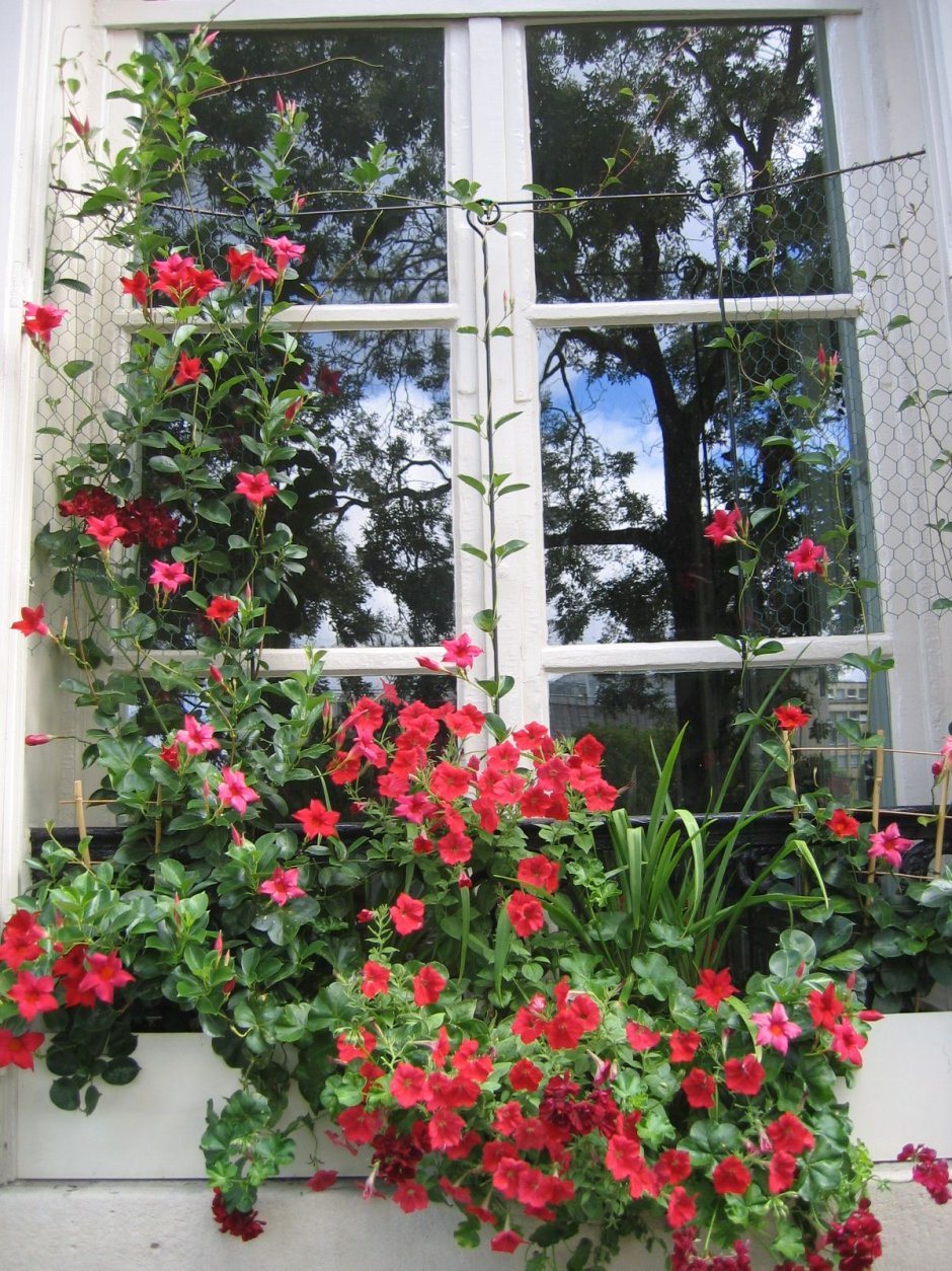 Вьющиеся растения для окна