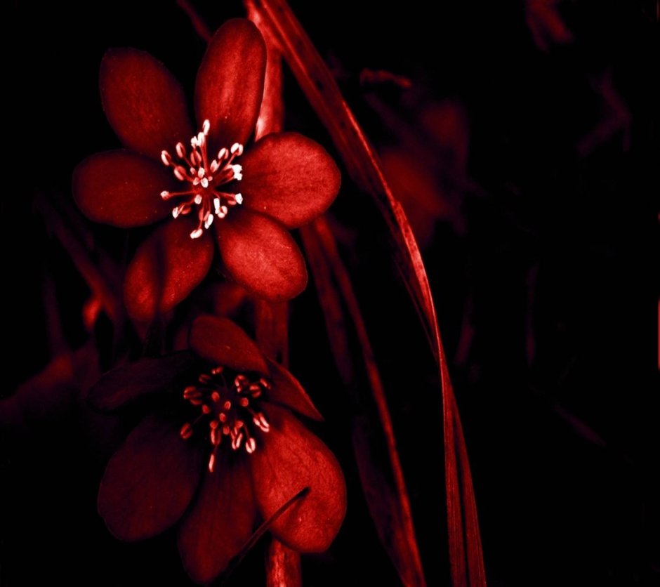 Красный маленький цветок в темноте