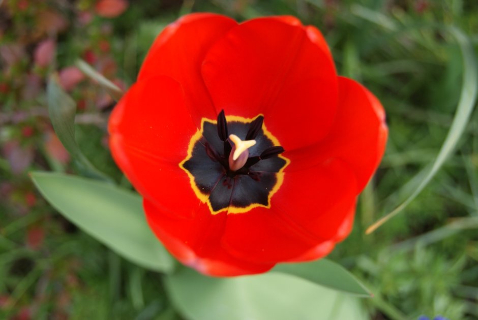 Красный тюльпан с черной серединкой сорт