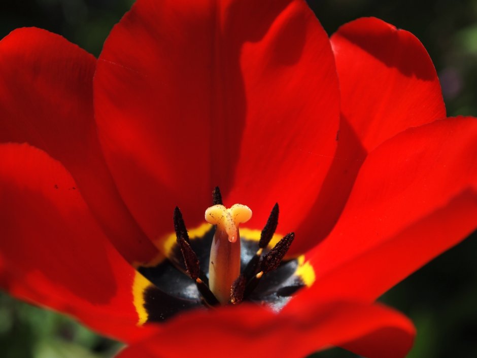 Красный тюльпан с черной серединкой