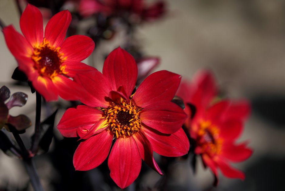 Одиночный красный цветок