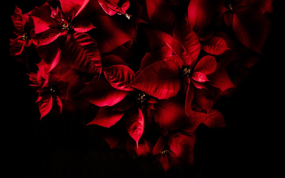 Красные цветы с черной серединой