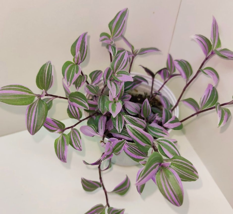Традесканция Mundula variegata