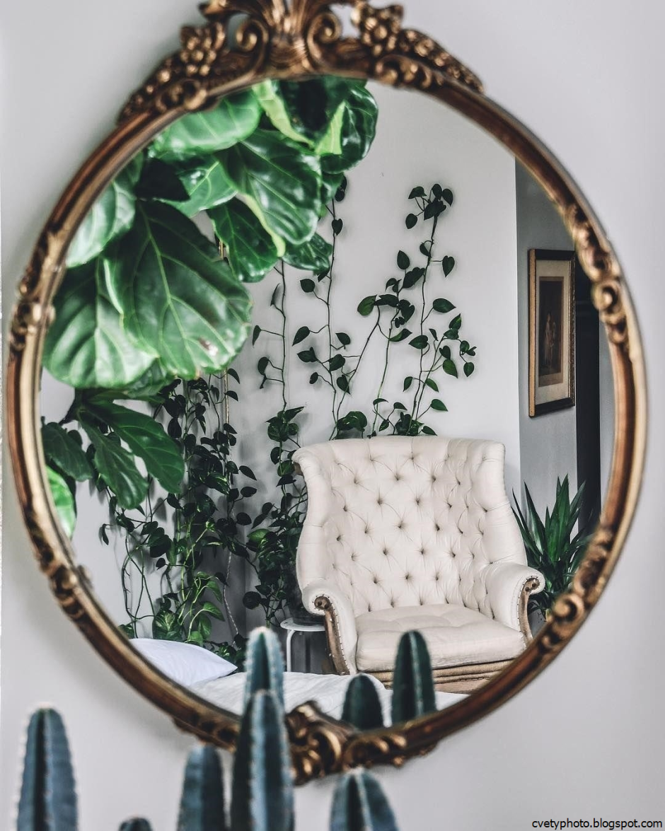 Декор из растений для зеркала
