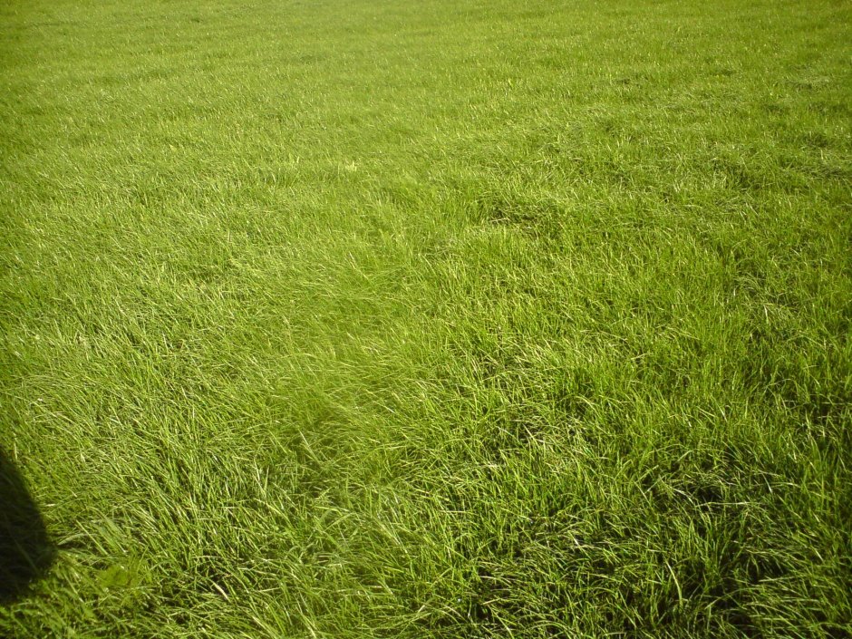 Травяной газон