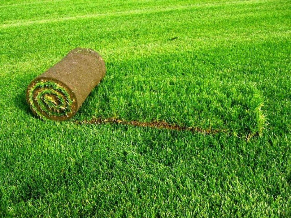 Газонная трава в рулонах