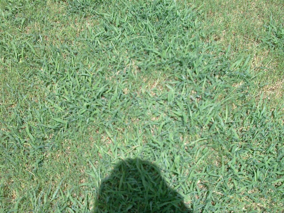 Конотопка трава для газона