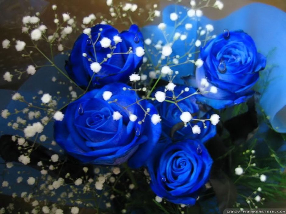 Сине белая роза