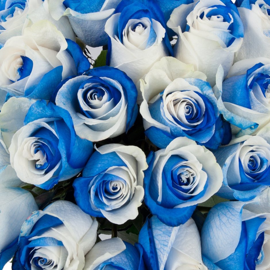 Светло голубые розы