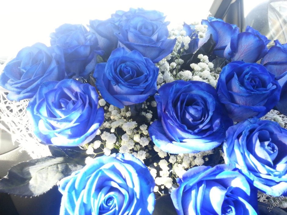 Цветы розы синие