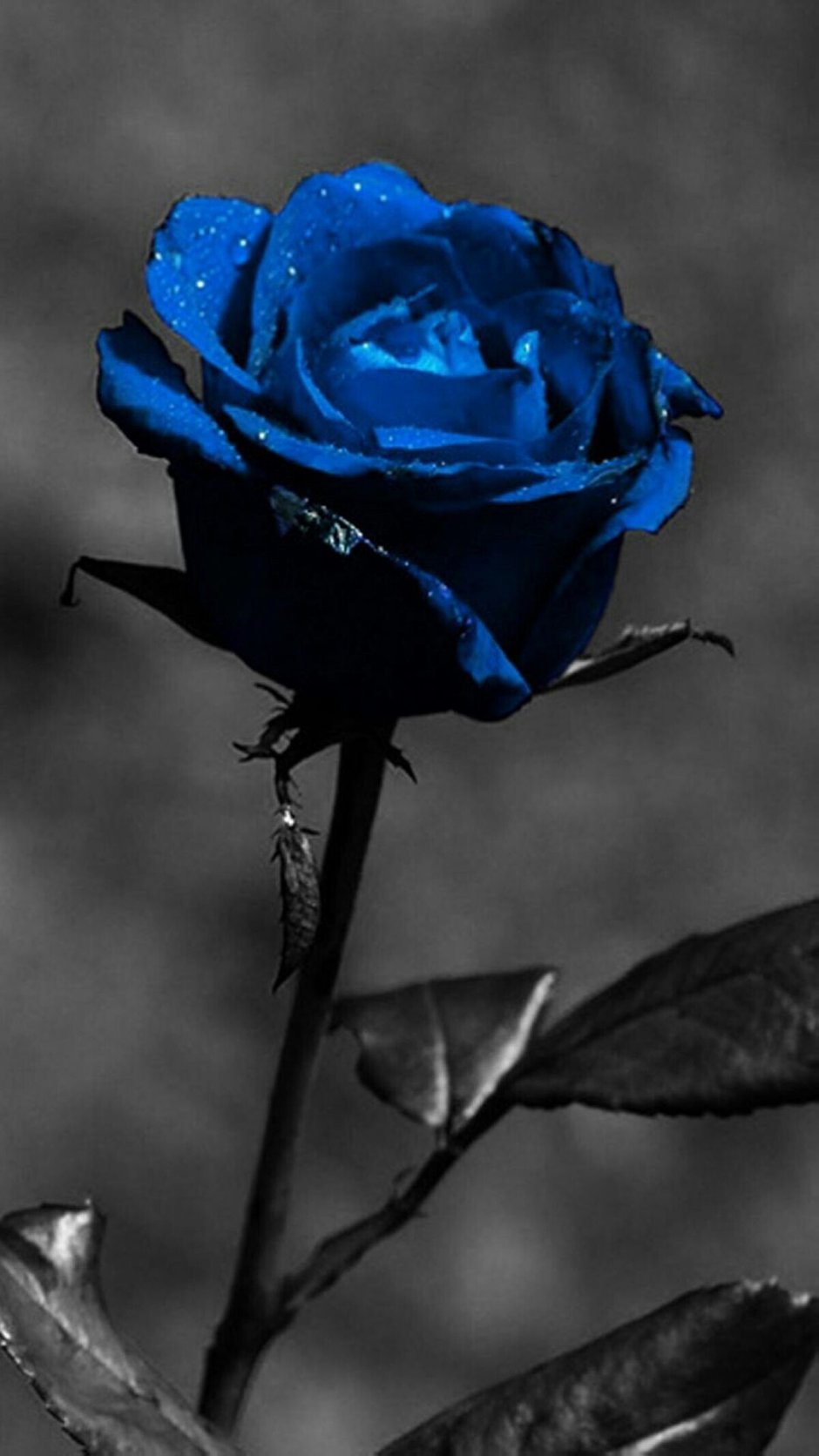 Синяя роза на черном фоне