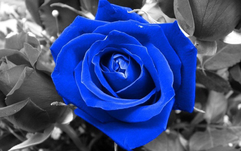 Синие розы натуральные