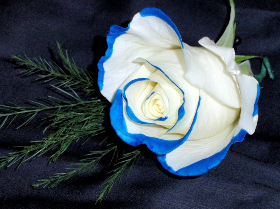 Бело синие розы