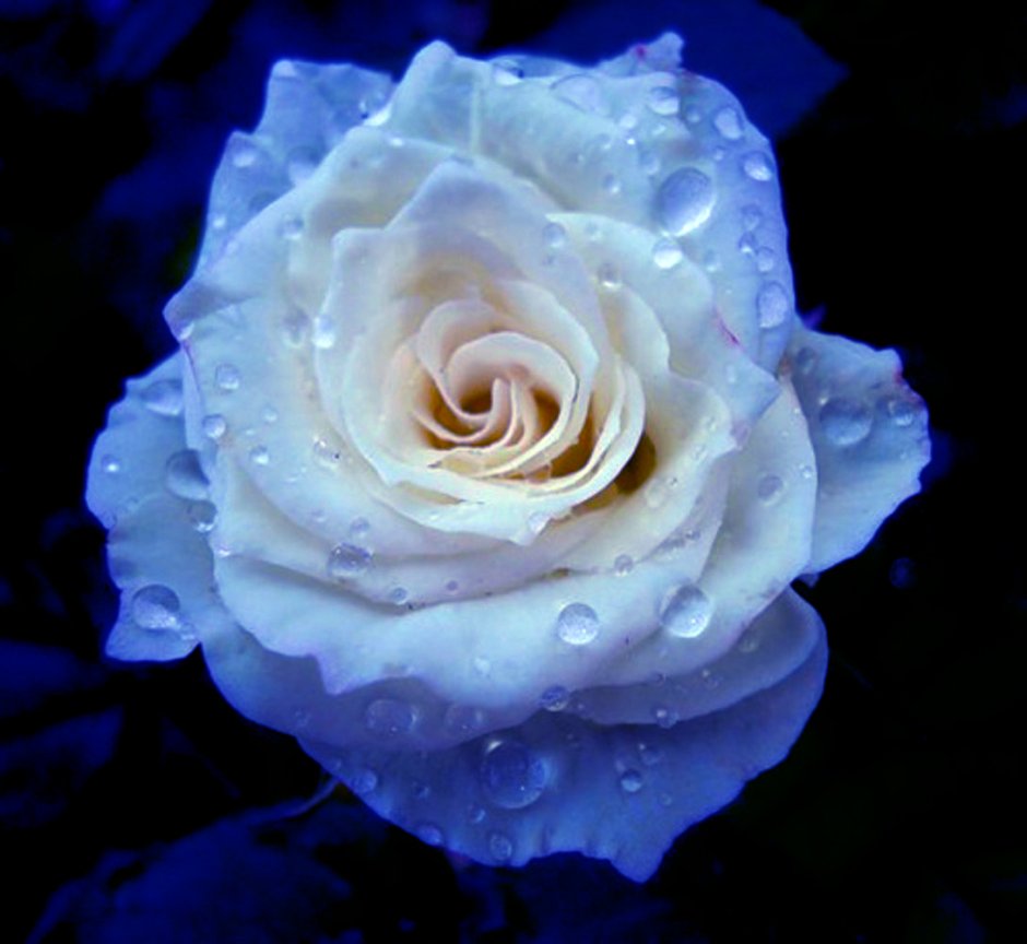 Бело голубые розы