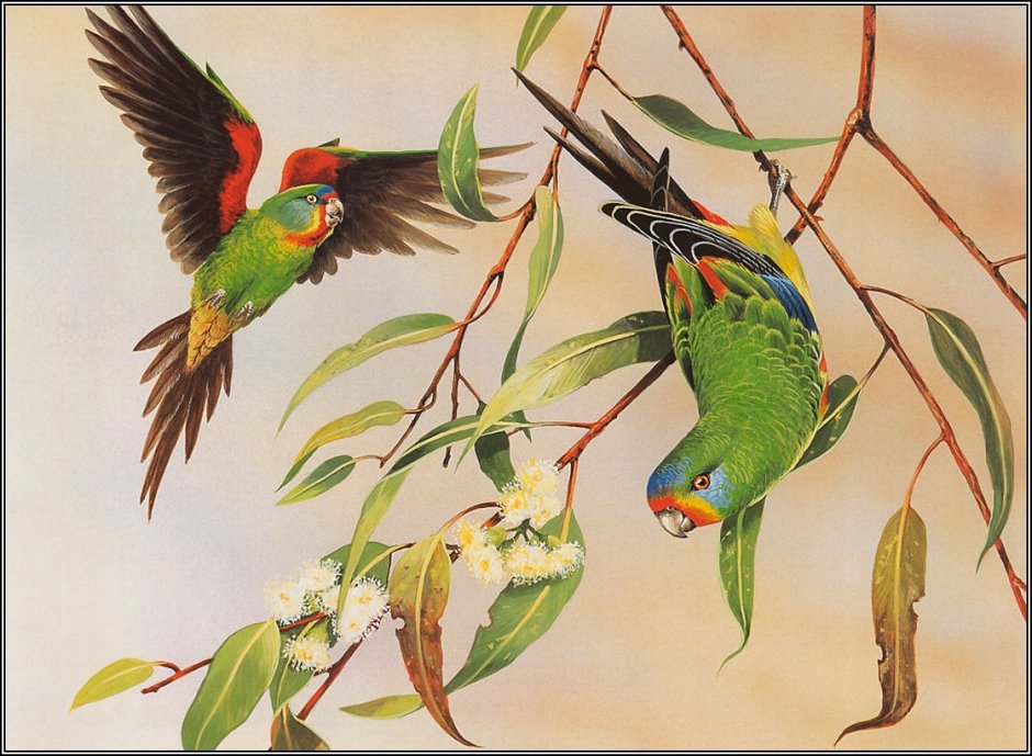 Узкие фреска райские птицы