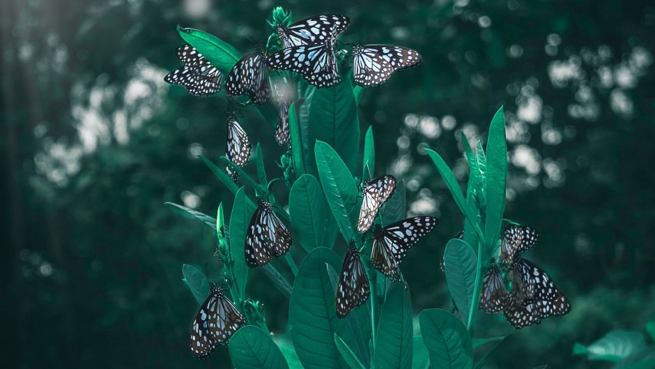 Зеленые бабочки Эстетика
